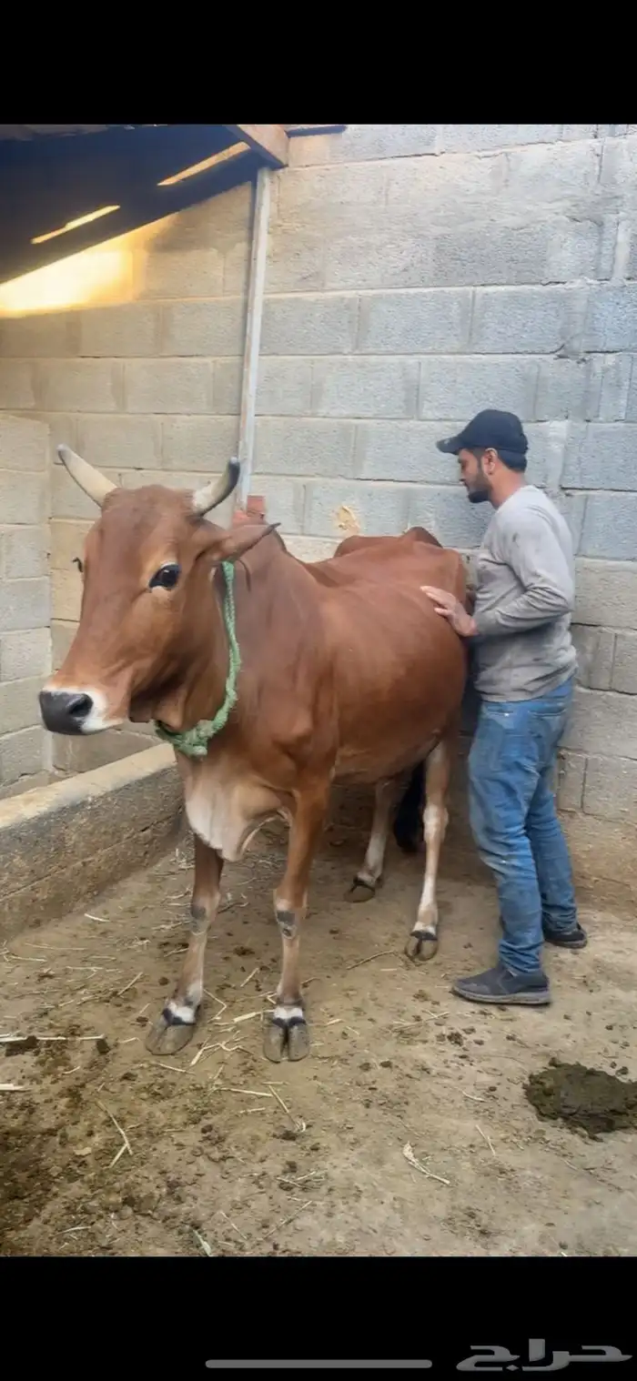 بقره بلديه 1