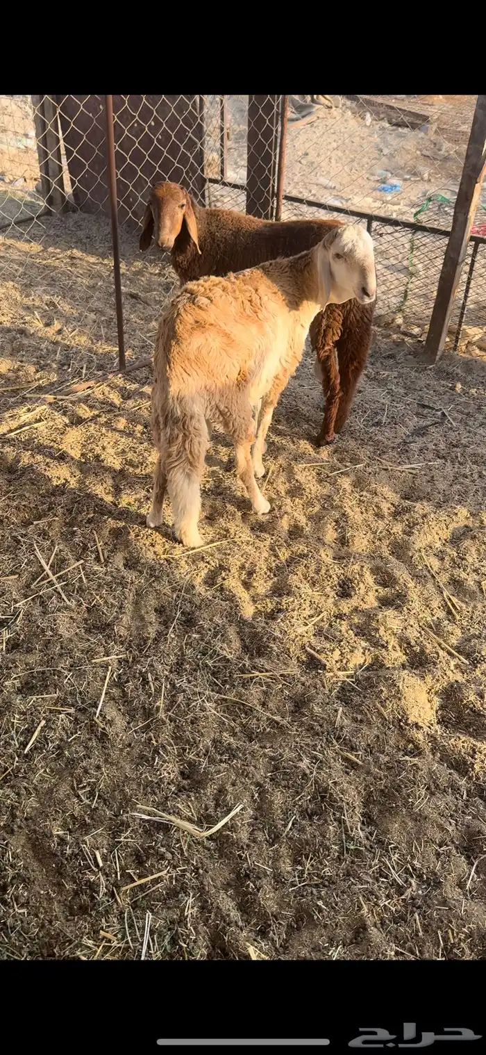 سواكني تم البيع 2