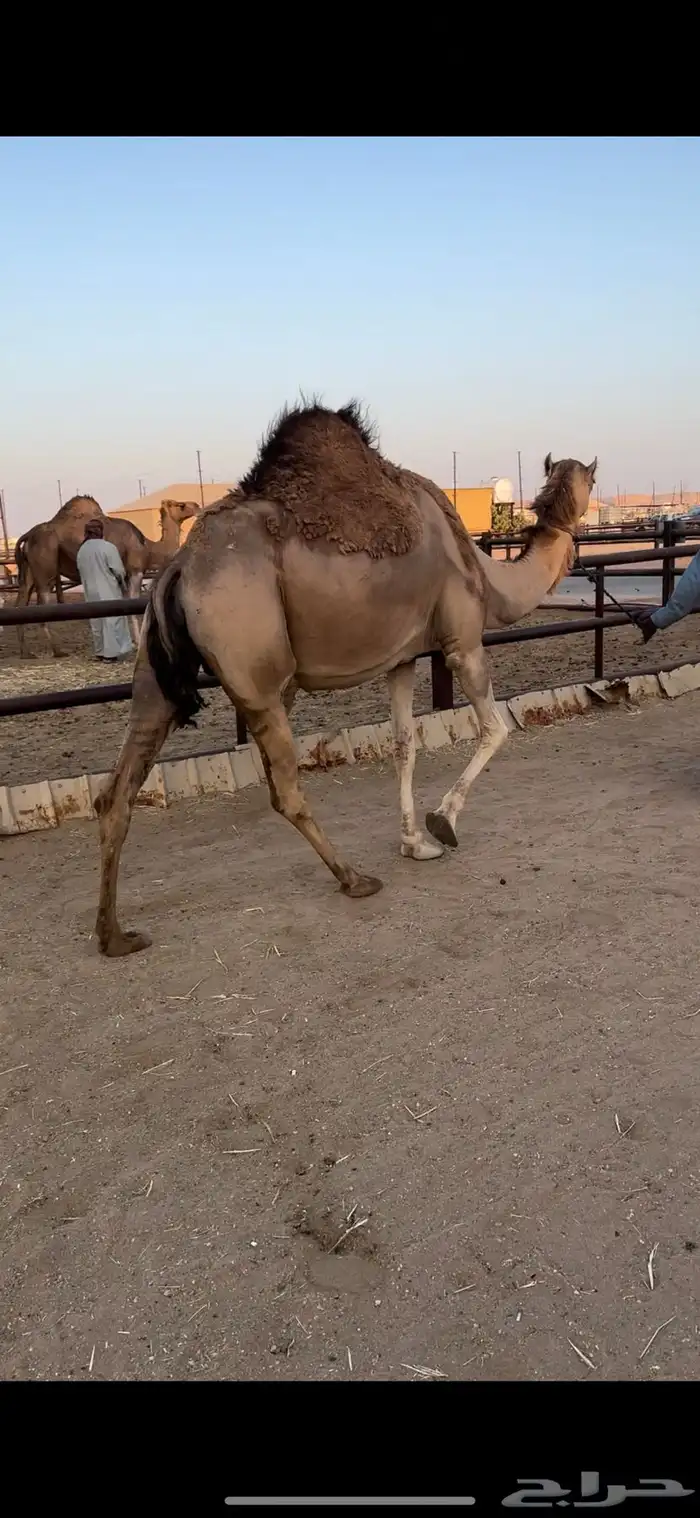 لقحه حمرا تقاود وتناوخ بالرسن 0