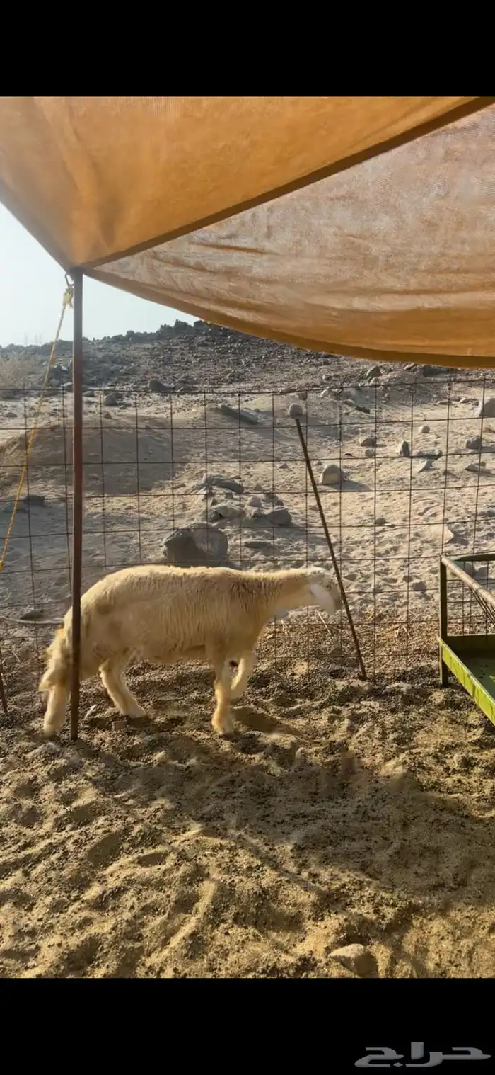 مشروع فحل كفو العمر ثلاث شهور صنف الصنف ضغط عالي 1