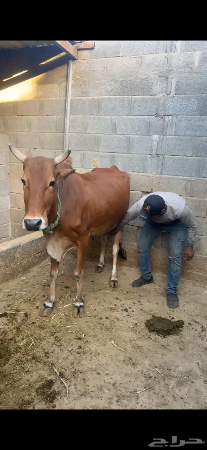 بقره بلديه 0