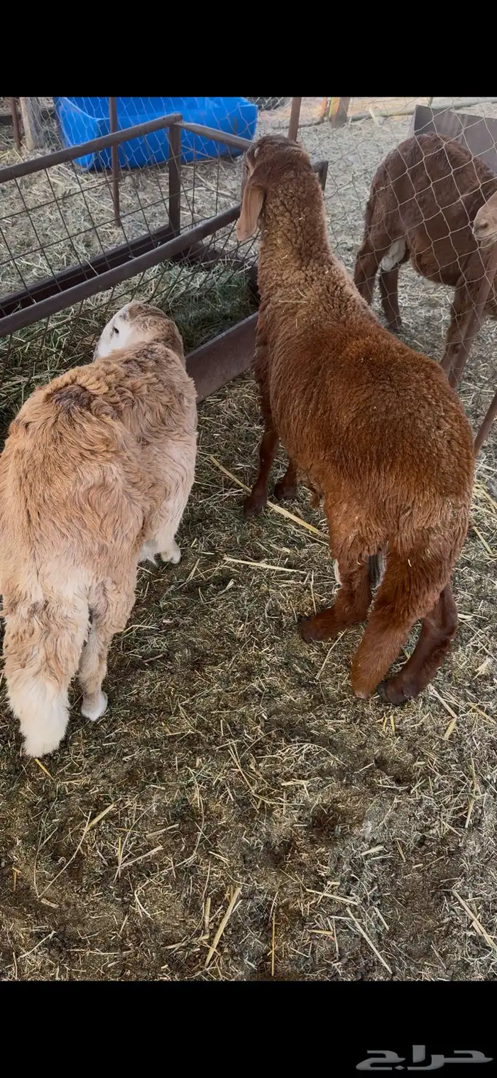 سواكني تم البيع 0