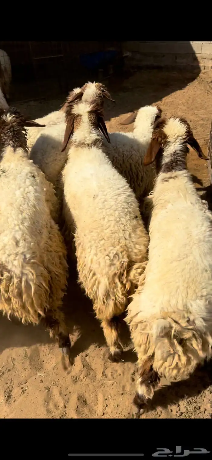 للبيع بهم نعيم 4