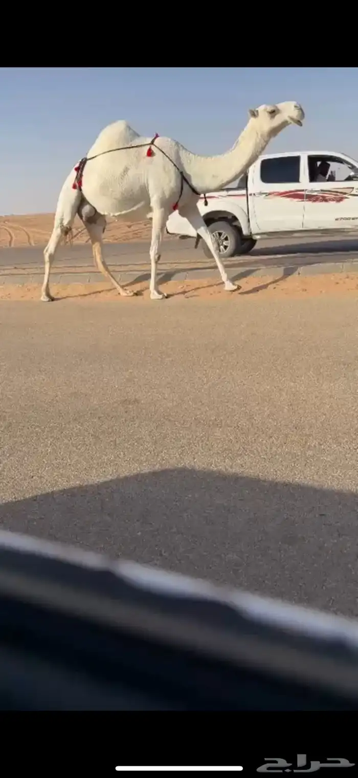 عشرا كفو رمانيه ثنو حدرها قعود على فاهيان الفصام 0