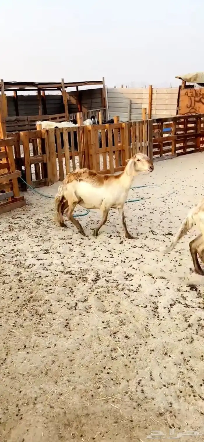 سواكن درمنيات 4