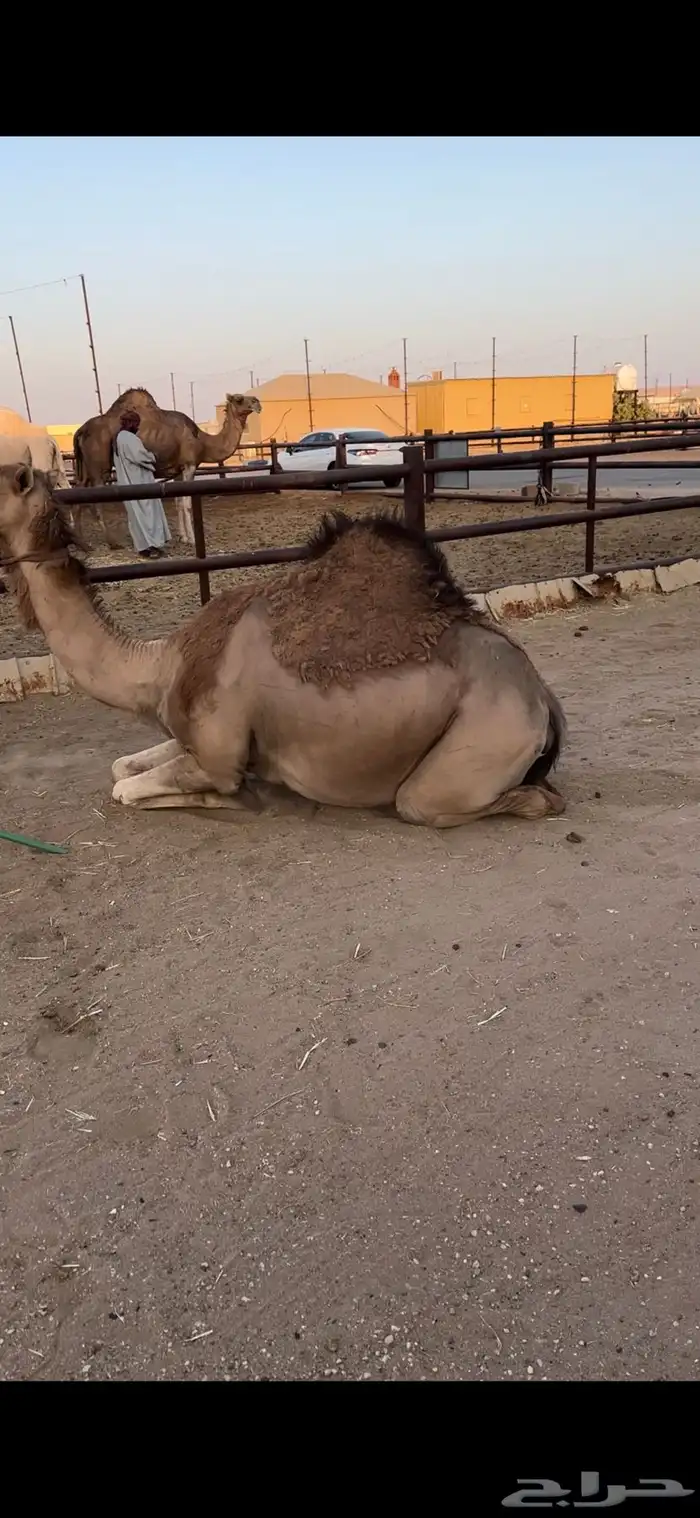 لقحه حمرا تقاود وتناوخ بالرسن 4