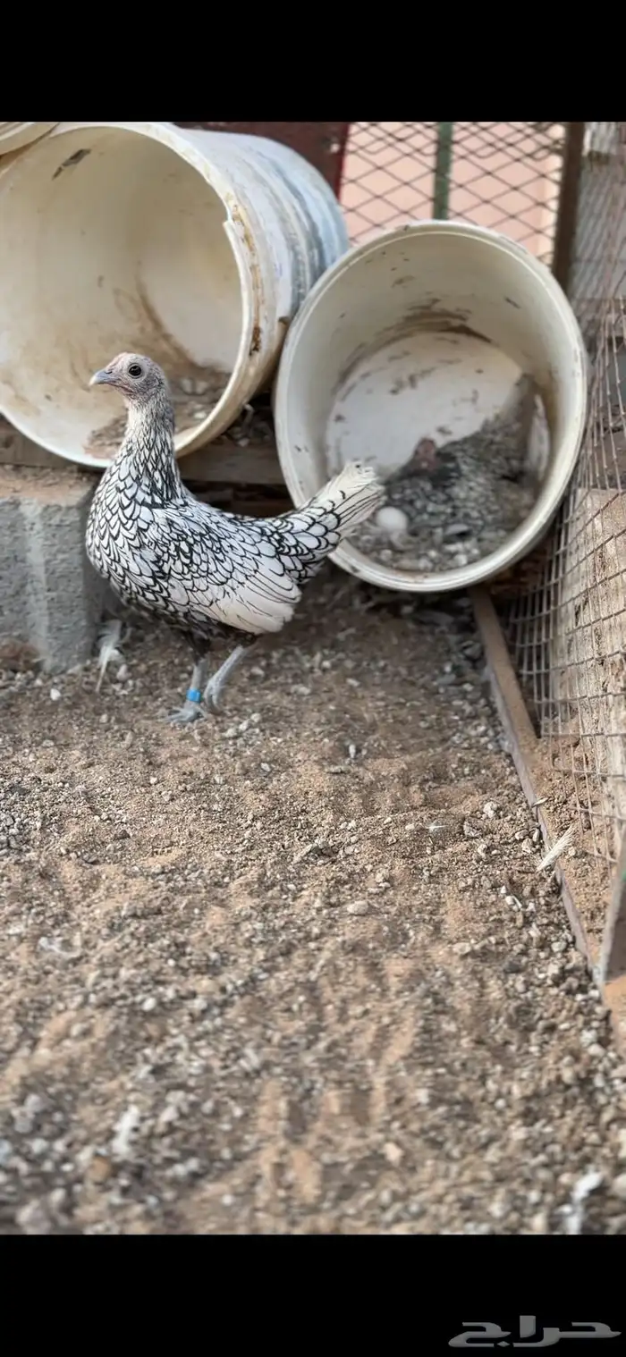 سبرايت شبابي فاخر ( TOP) 4