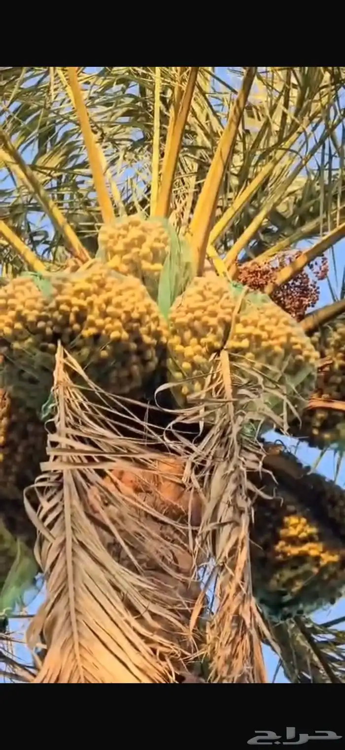 450 نخله للأيجار ومتنوعه 0