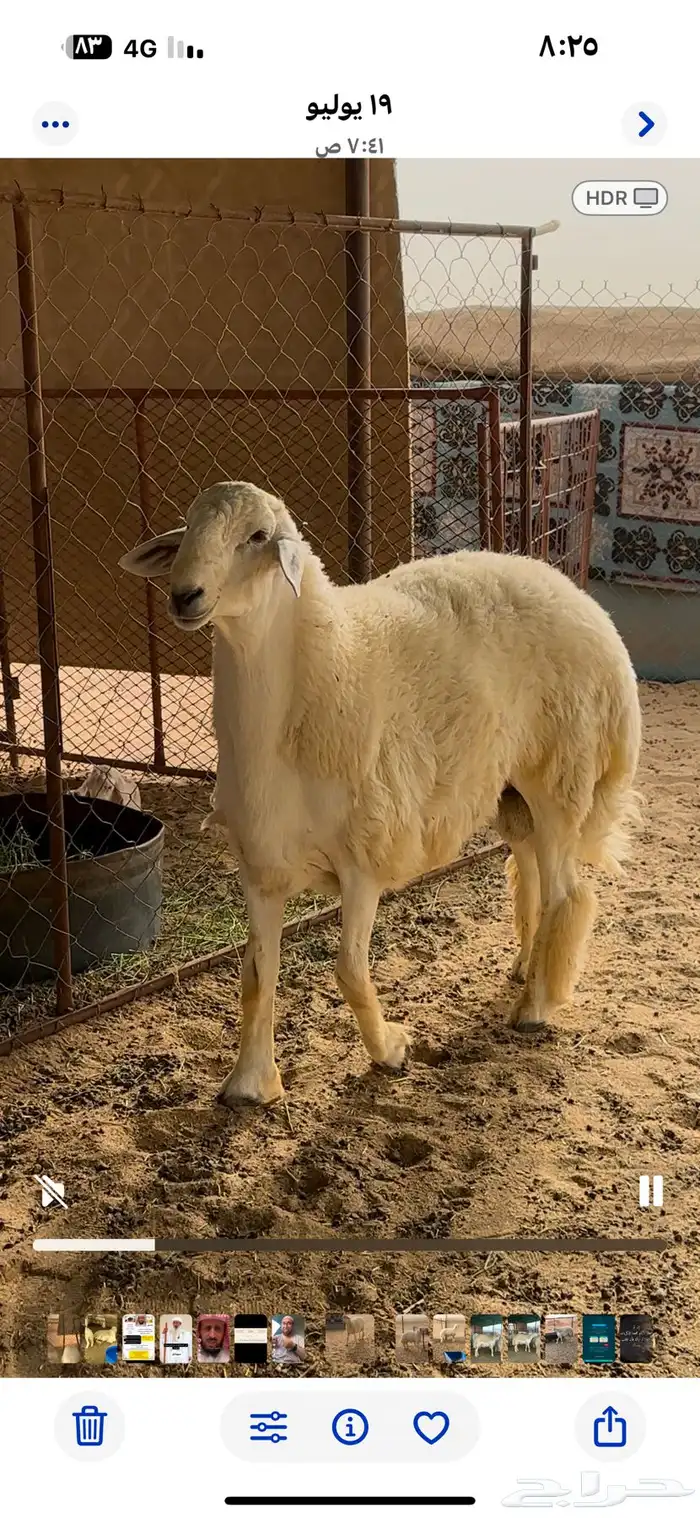 جذع مشروط 2