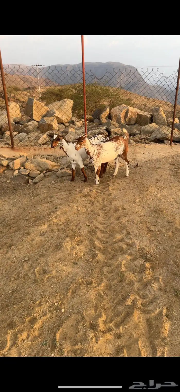 عنقان ماشاء الله 9