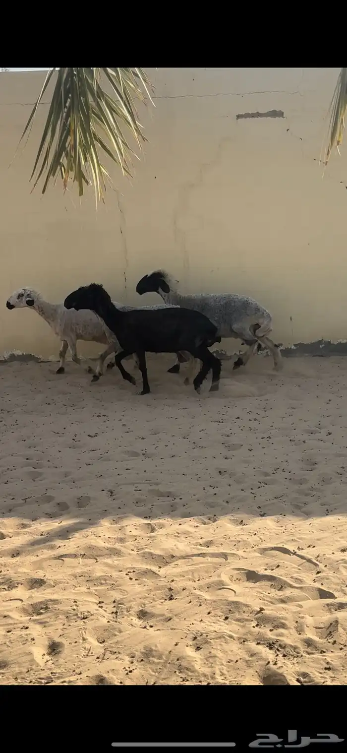 للبيع غنم عرب دفيع 0