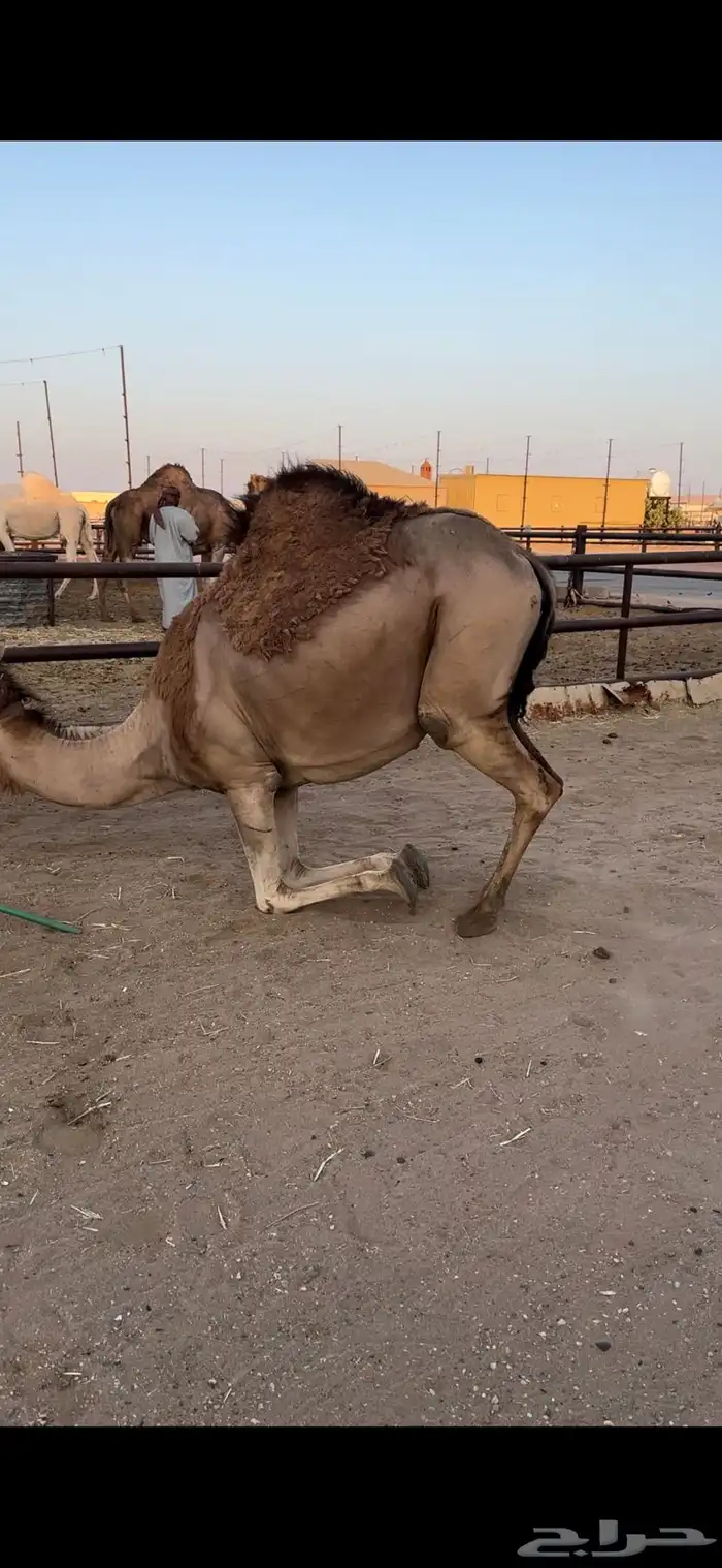 لقحه حمرا تقاود وتناوخ بالرسن 5