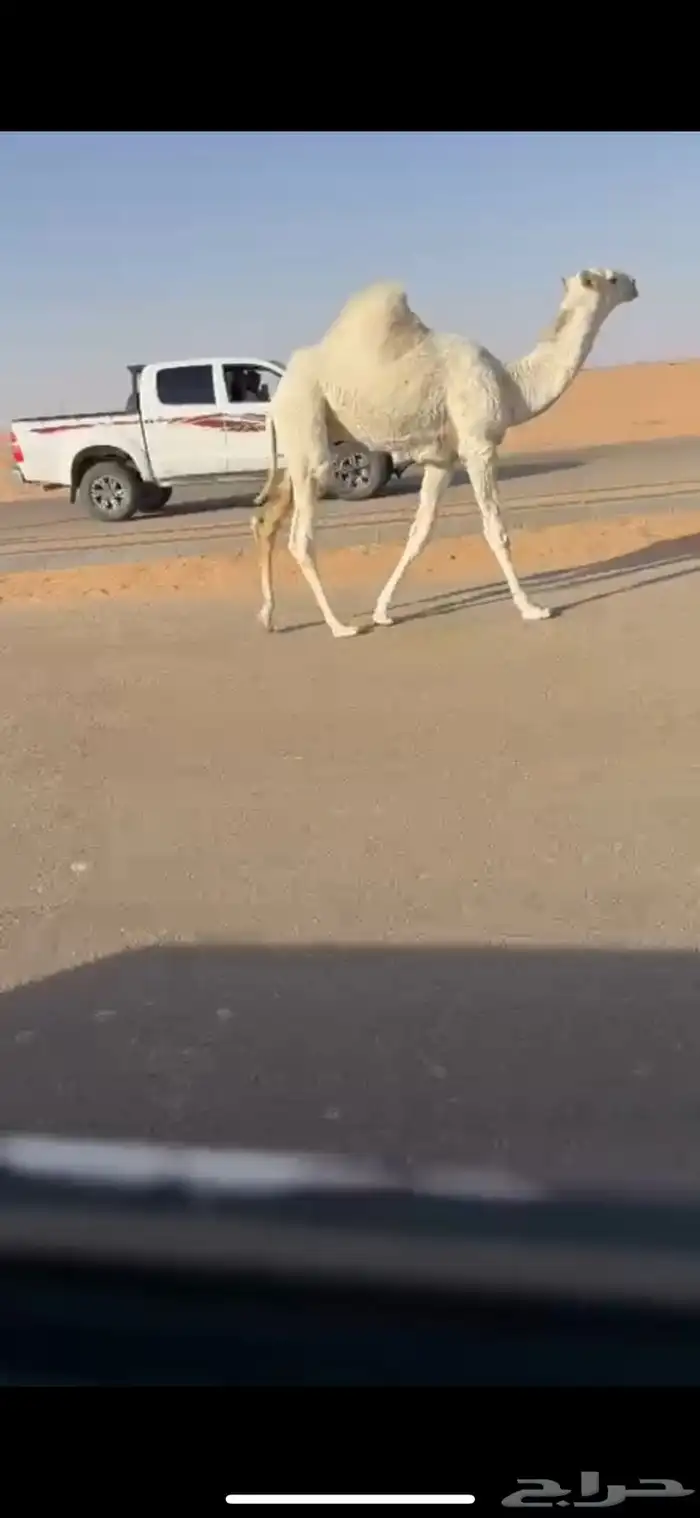 عشرا كفو رمانيه ثنو حدرها قعود على فاهيان الفصام 2