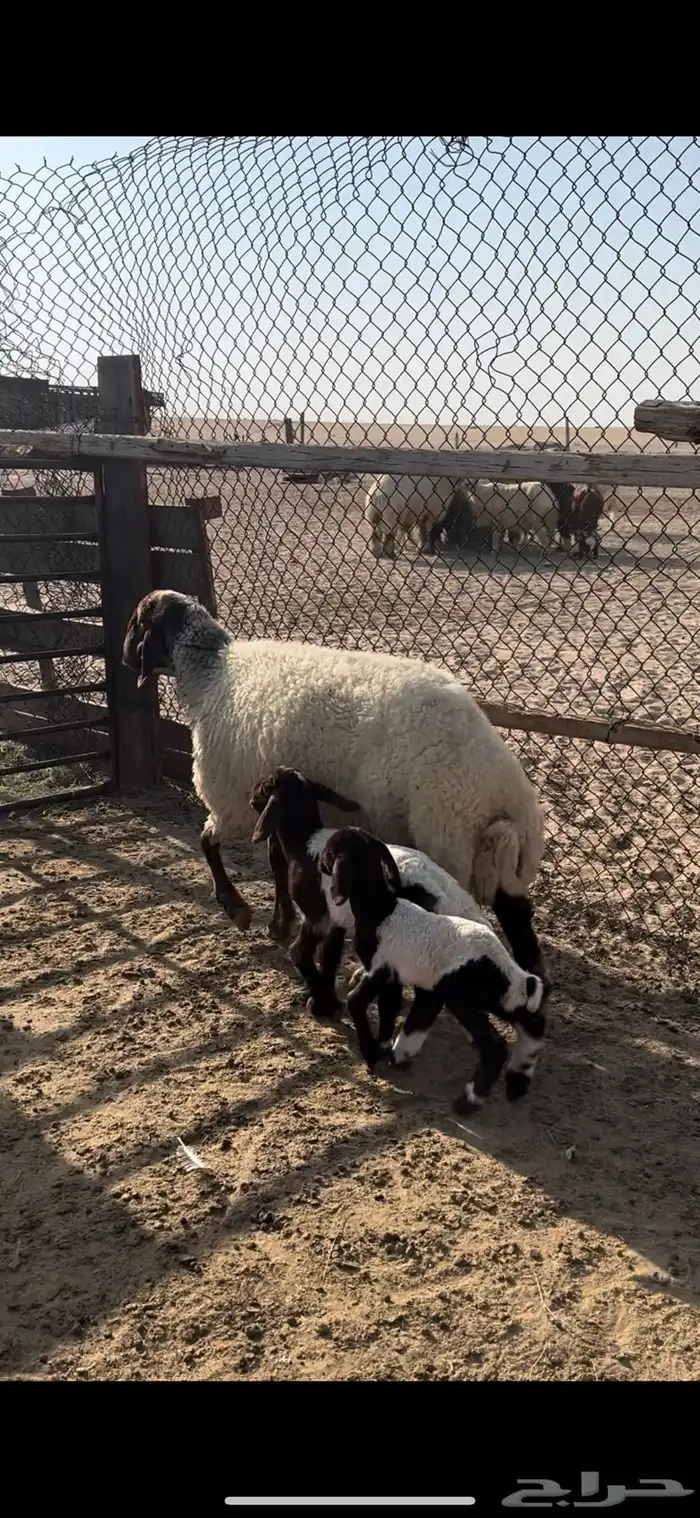 رغوثث سلم وروم تحته 2 0