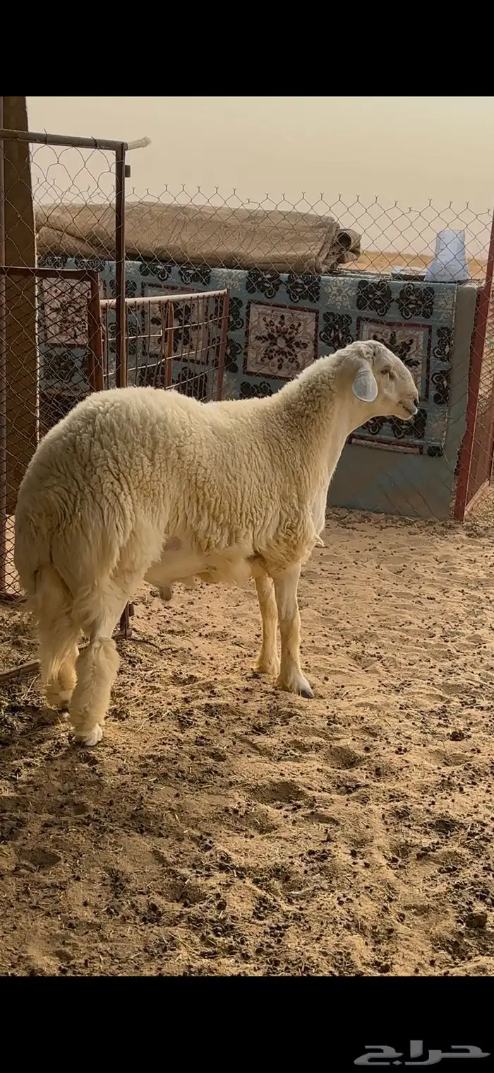 جذع مشروط 1
