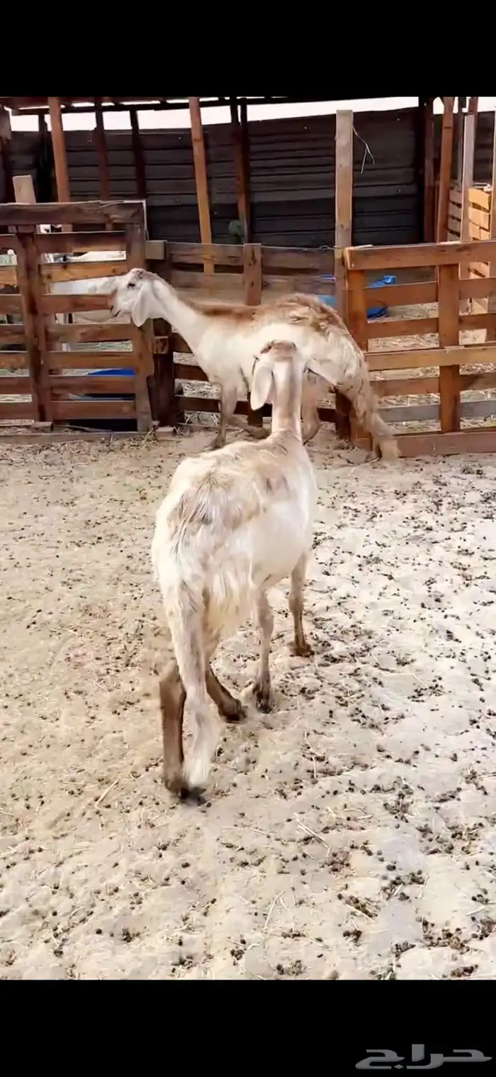 سواكن درمنيات 1