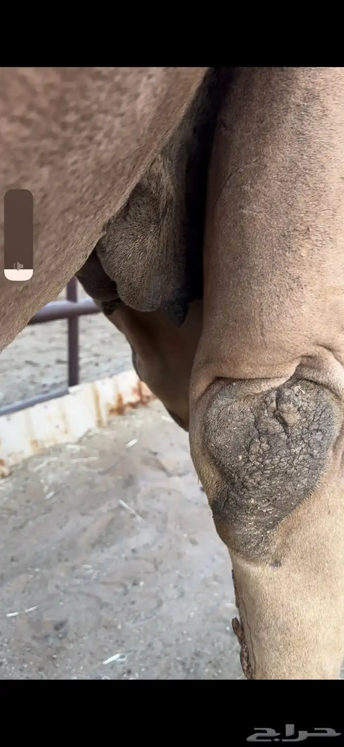 لقحه حمرا تقاود وتناوخ بالرسن 3