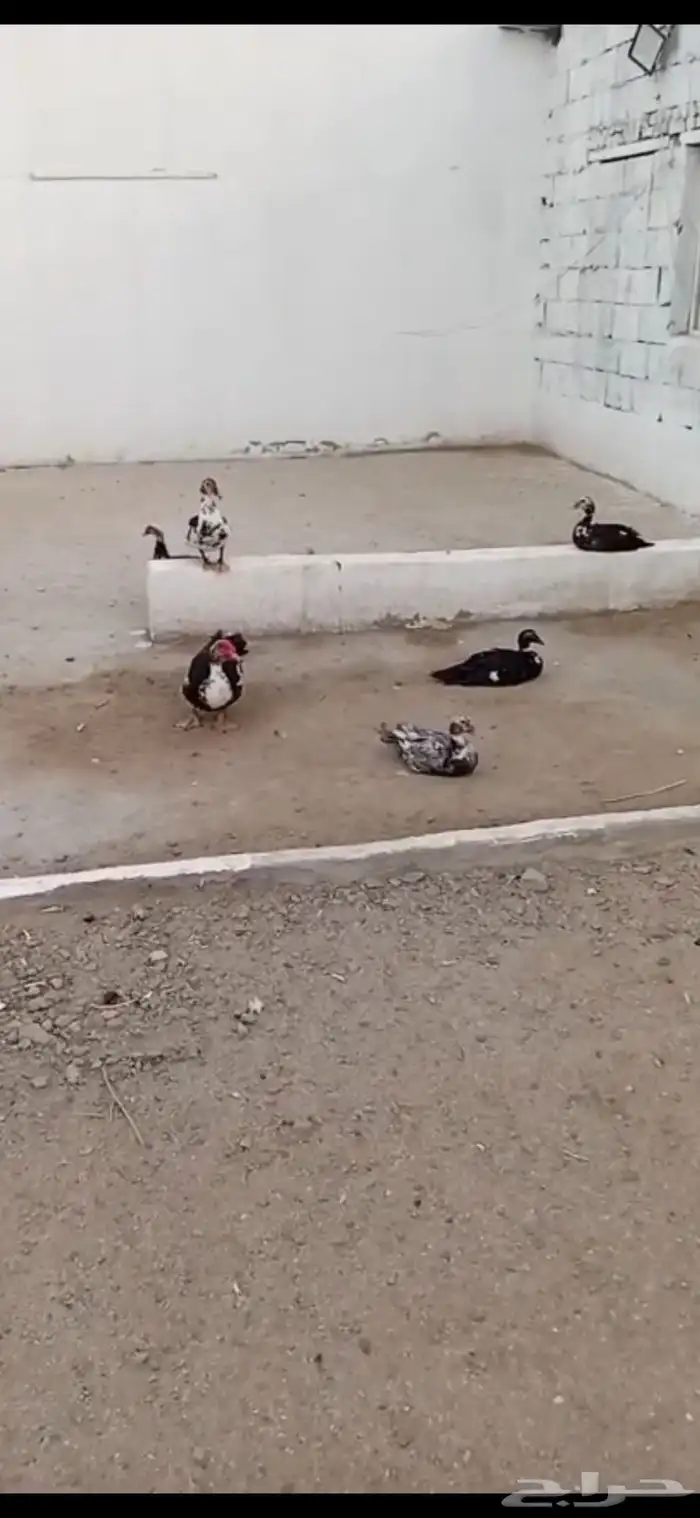 بط مصري للبيع جمله 2