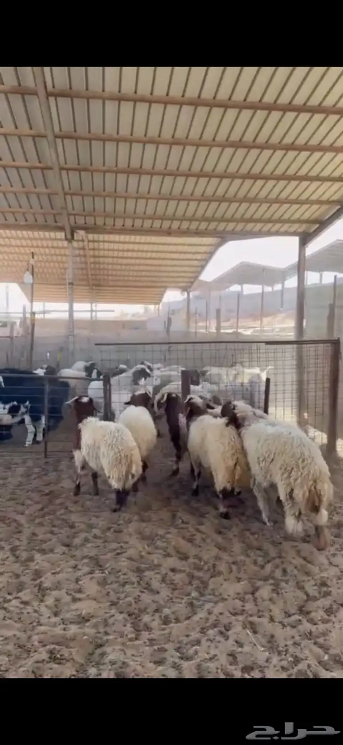خرفان نعيم 2