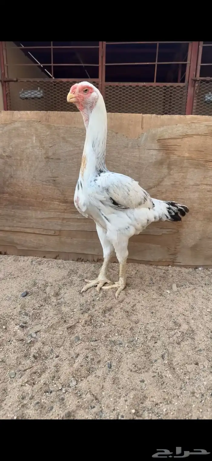 دجاجة فارسية للبيع 0