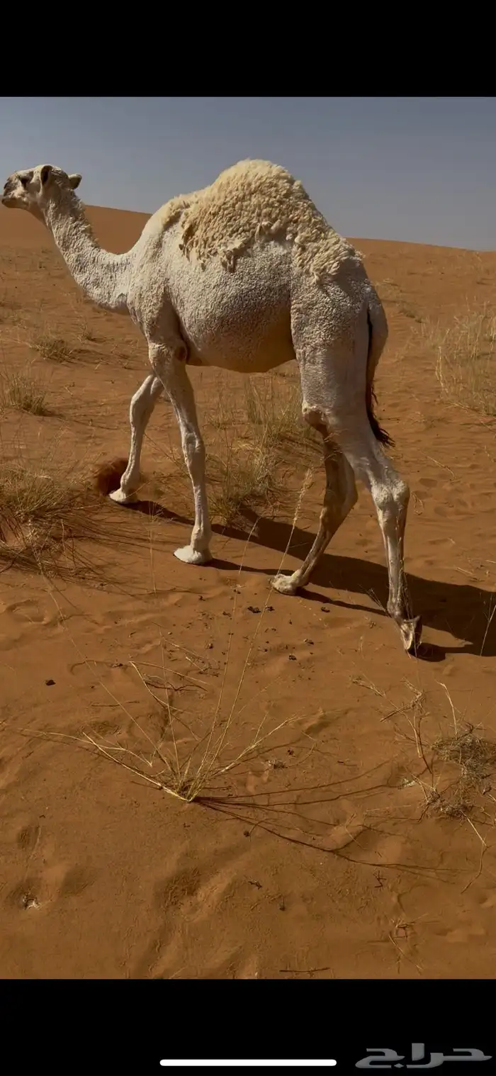 للبيع قعود قصب طايش شحم 4