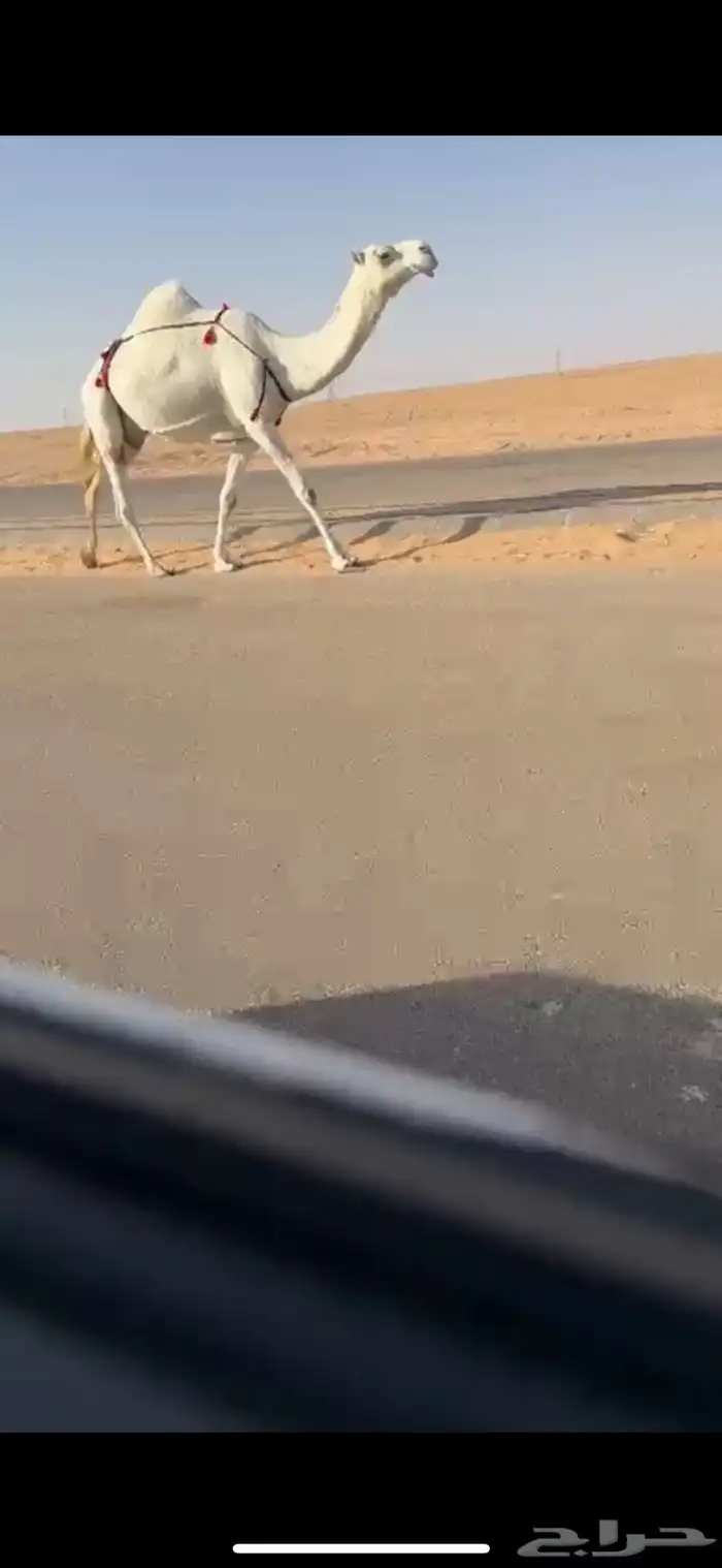 عشرا كفو رمانيه ثنو حدرها قعود على فاهيان الفصام 4