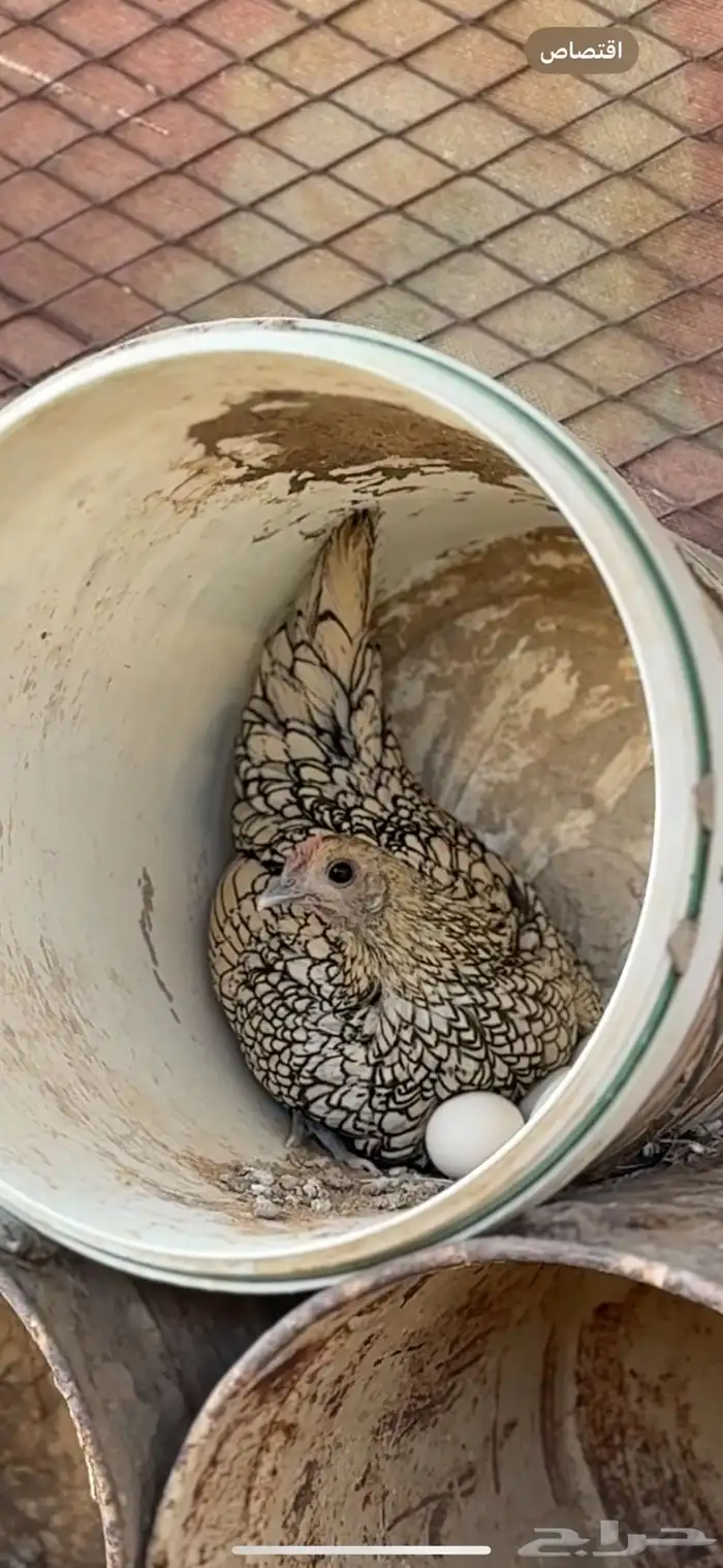 سبرايت شبابي فاخر ( TOP) 3