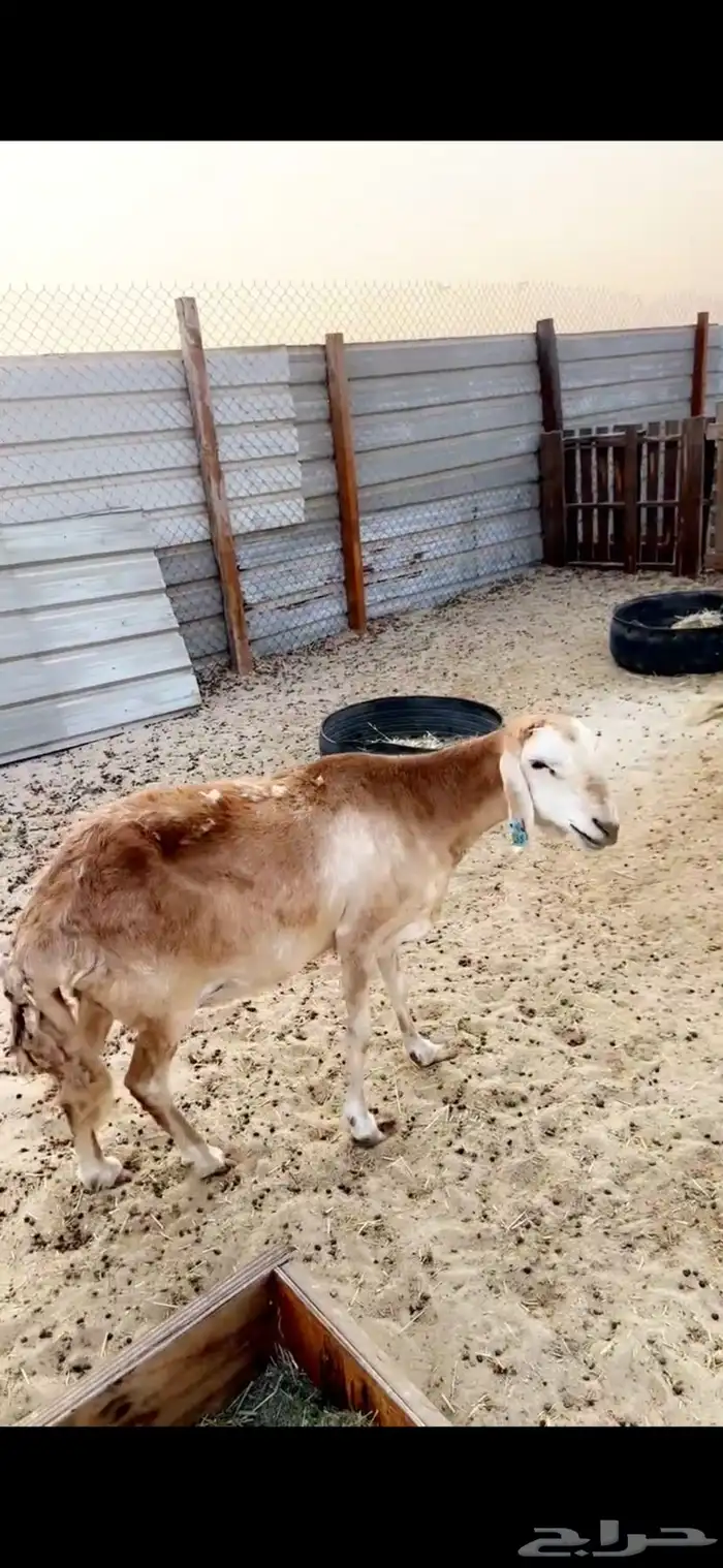 سواكن درمنيات 8