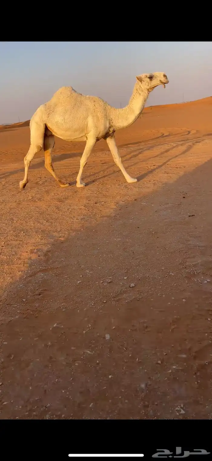 لقحه وضحا كفو 0