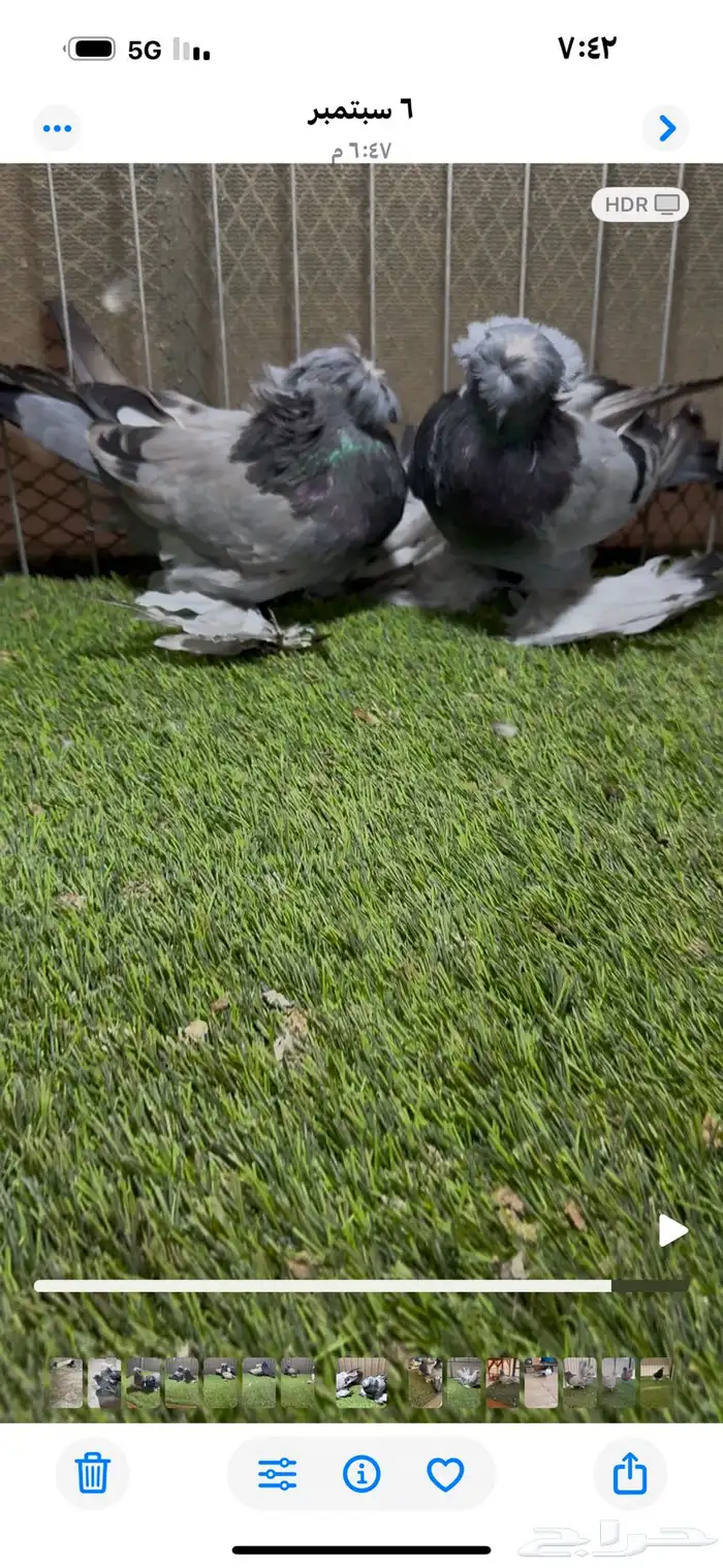 جو ز بخاره 6
