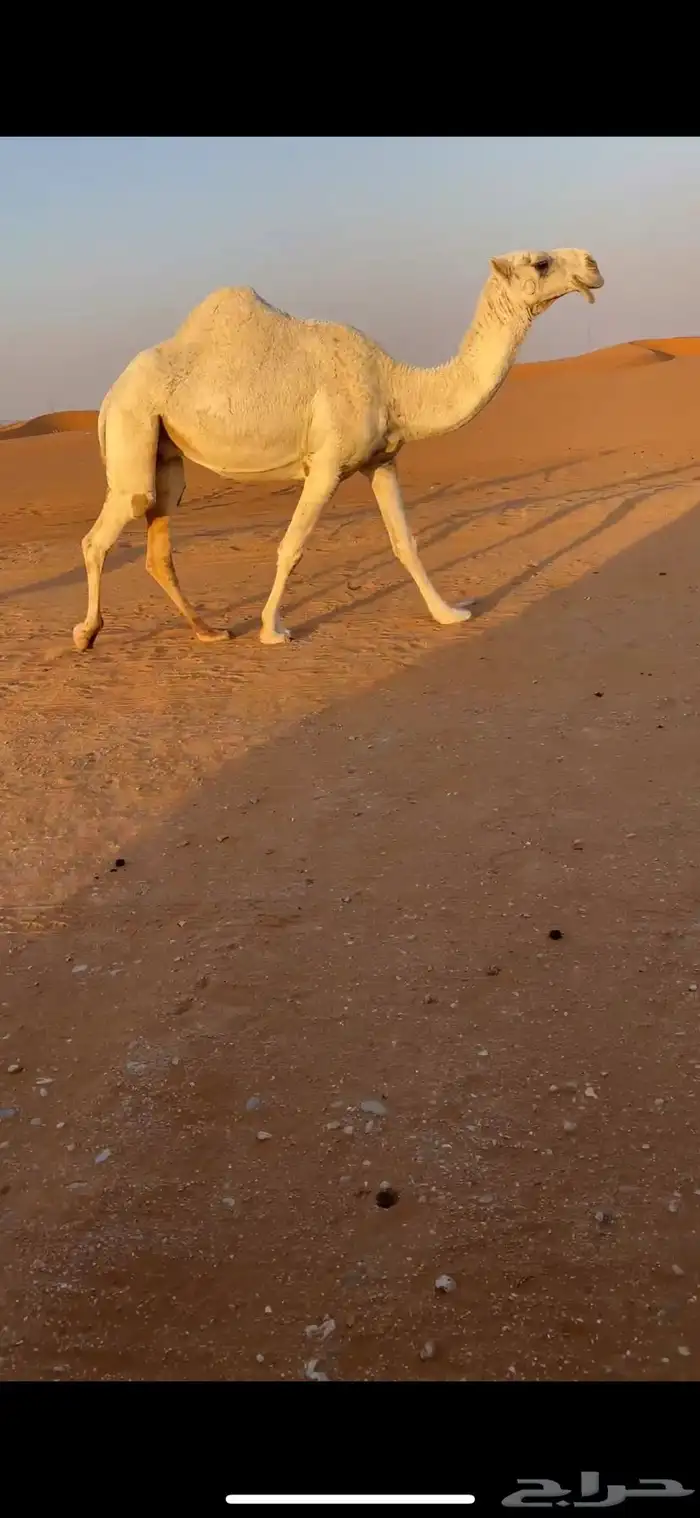 لقحه وضحا كفو 1