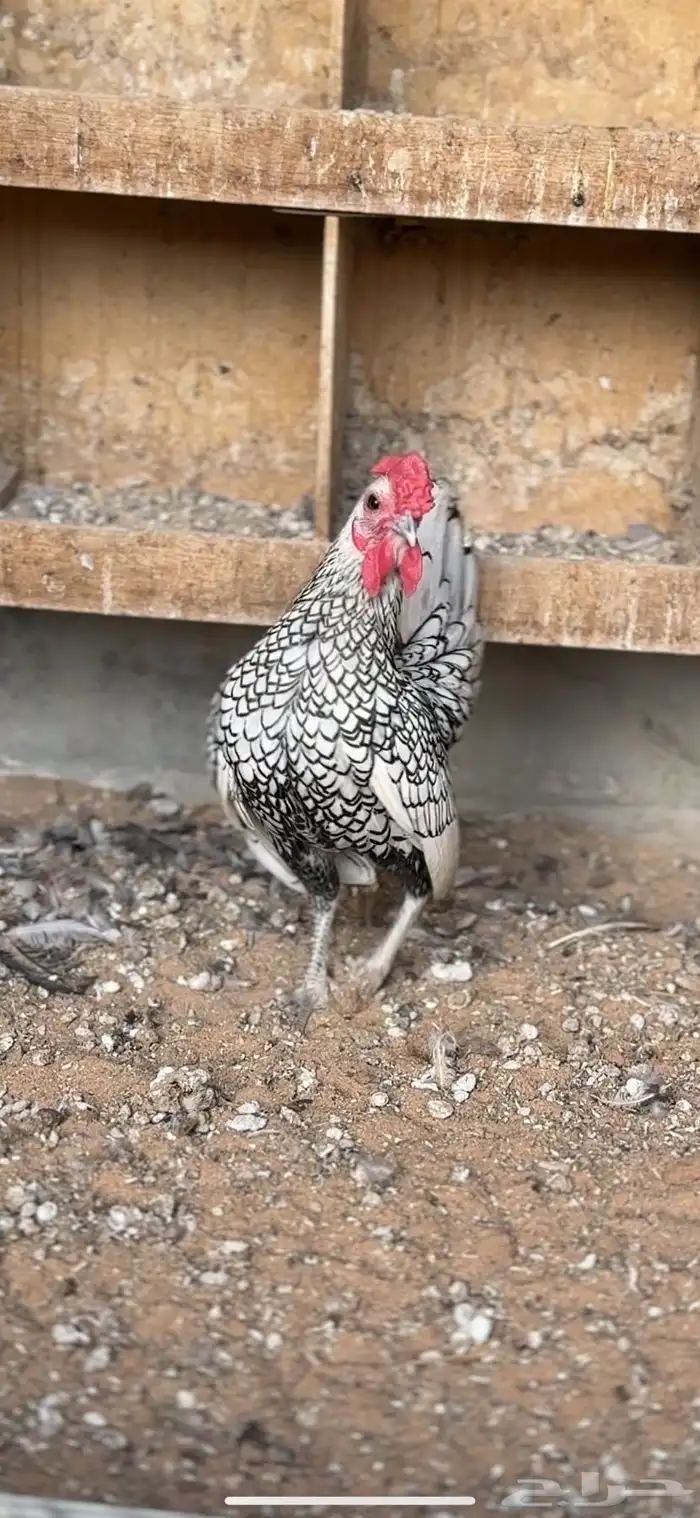 سبرايت شبابي فاخر ( TOP) 2