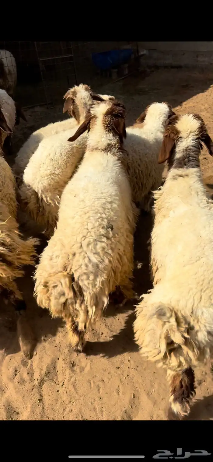 للبيع بهم نعيم 5