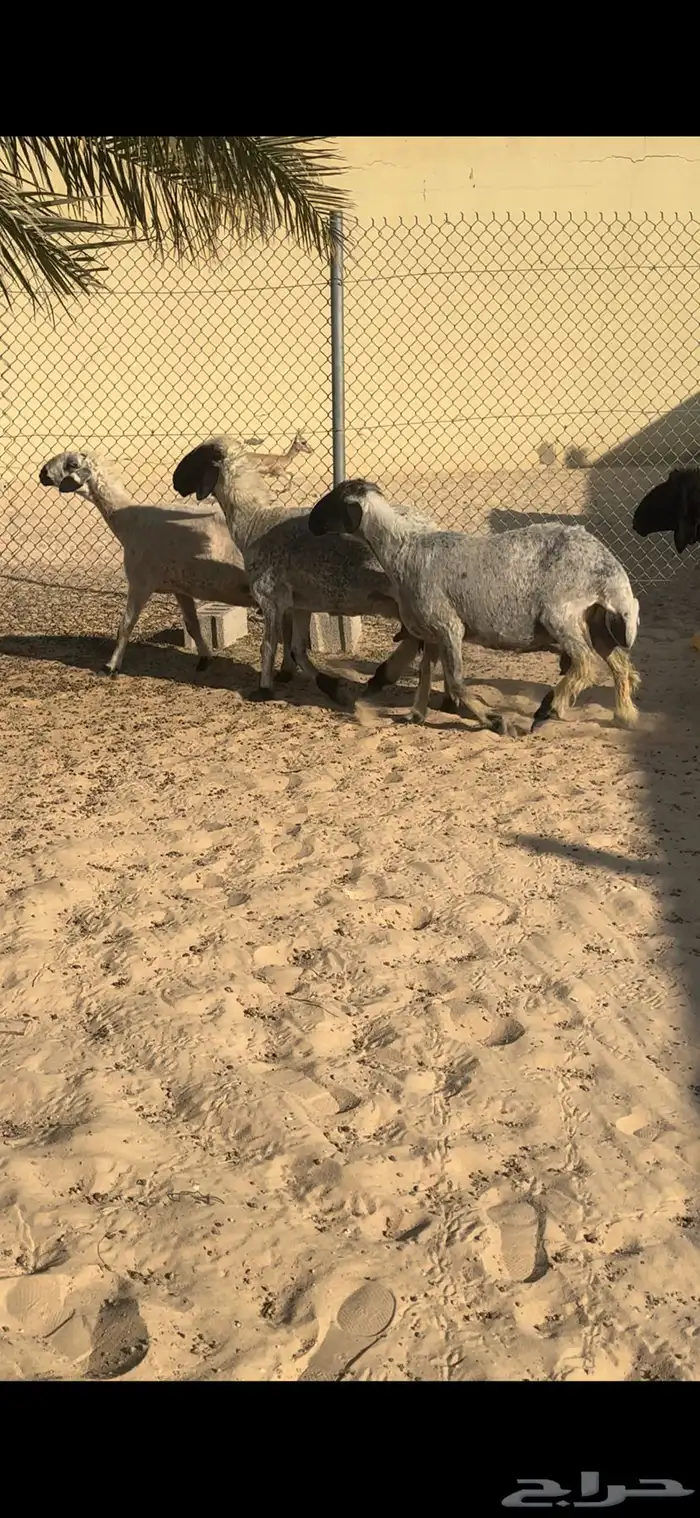 للبيع غنم عرب دفيع 2