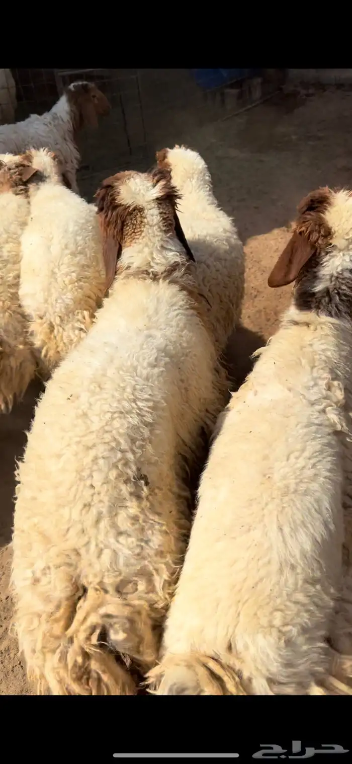 للبيع بهم نعيم 0
