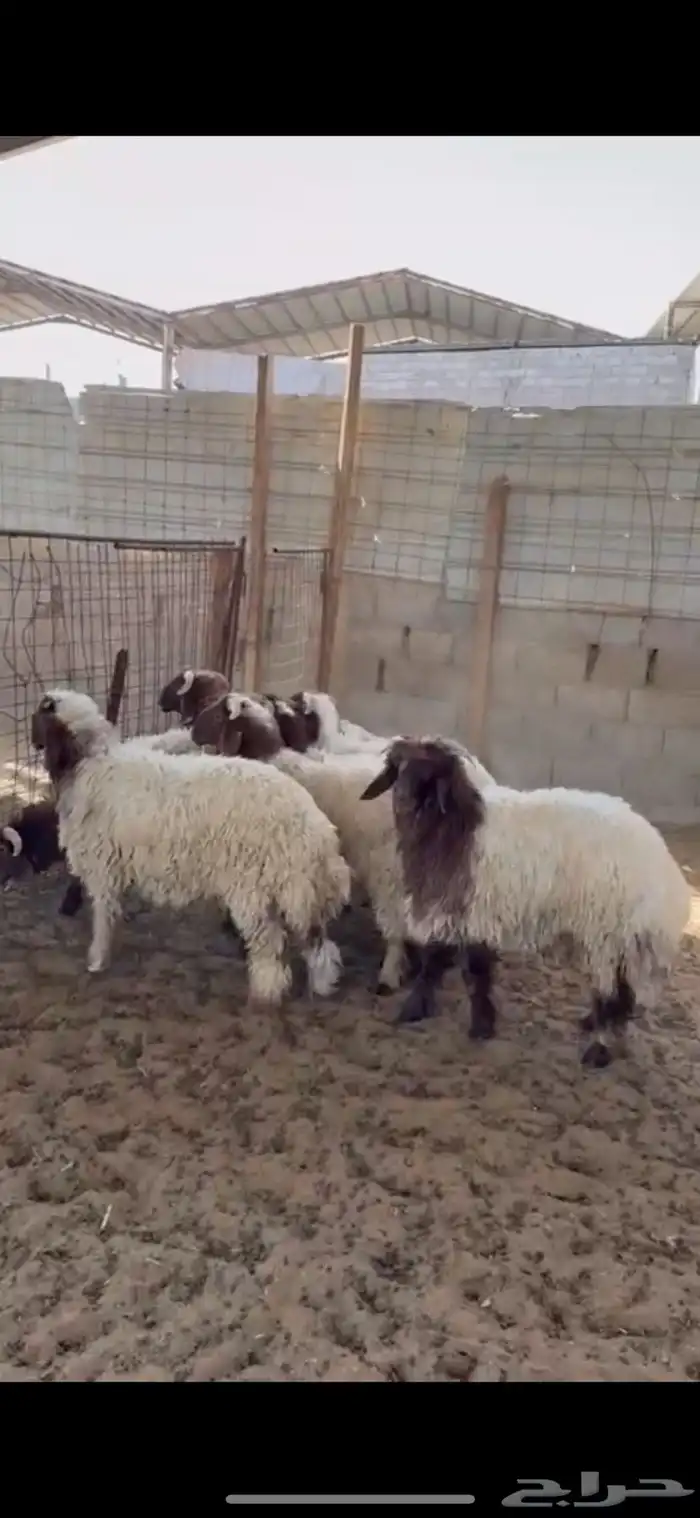 خرفان نعيم 0