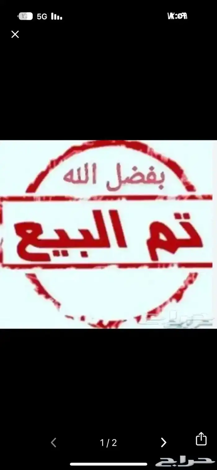 ديك ياباني مستواء بطل ( تم البيع ) 0