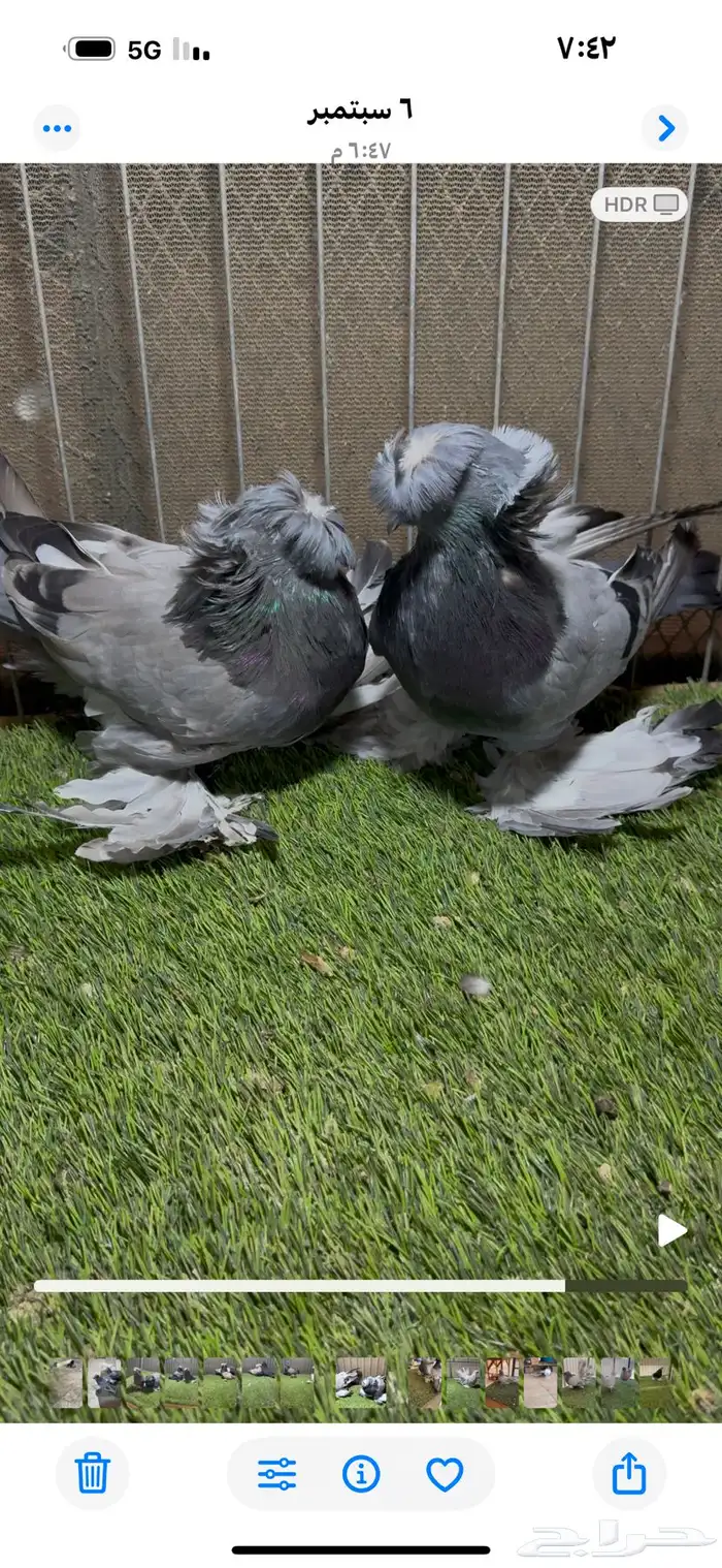 جو ز بخاره 2
