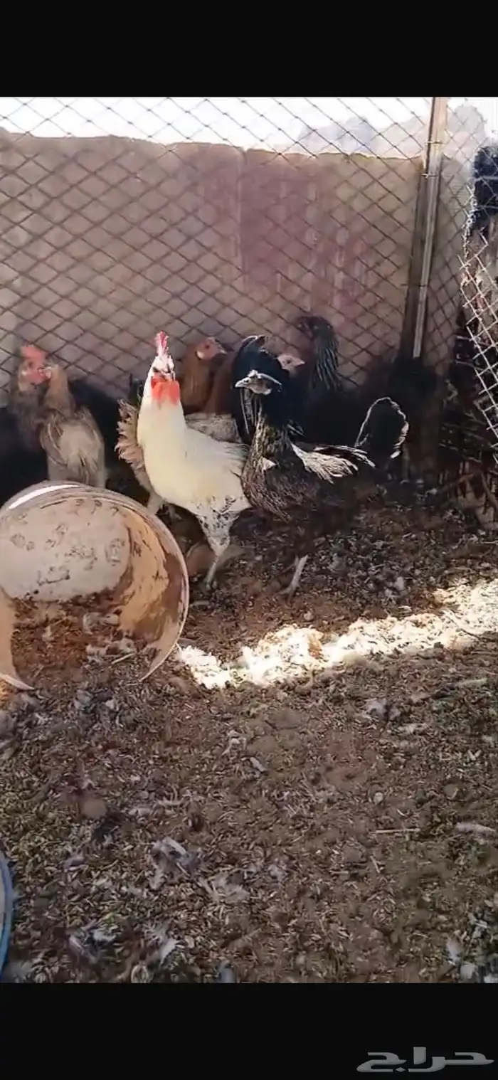 للبيع سبع دجاجات بياضات ورجانات وديك شرط يلقحن السوم30 1