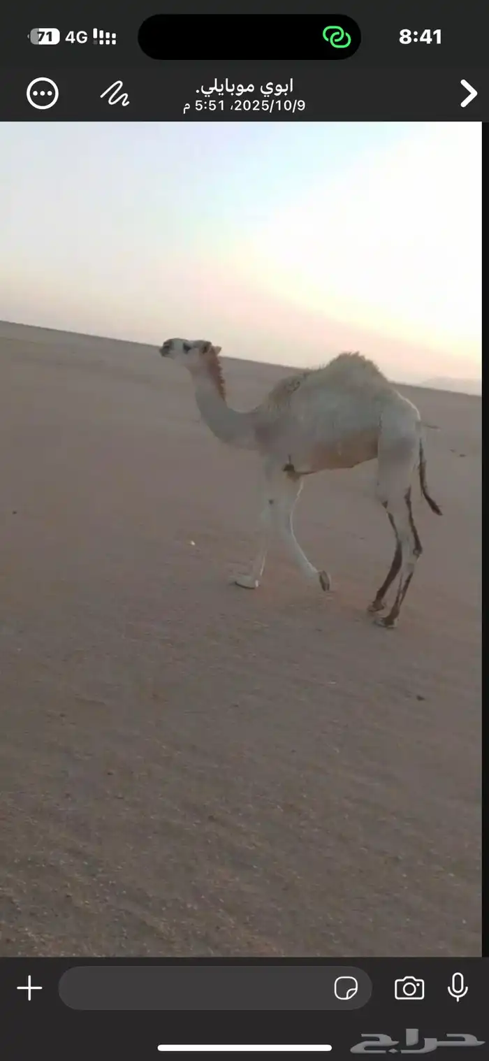 حاشي للبيع بكرة السوم 4100 4