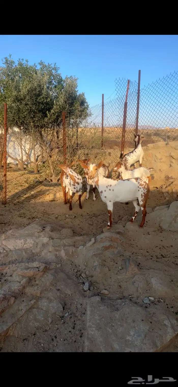 عنقان ماشاء الله 2