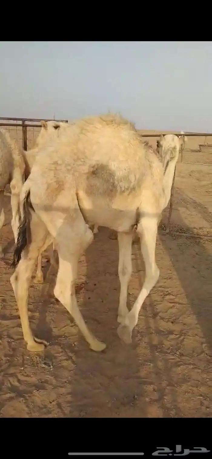 لبيع قعود عمره 7شهور 0
