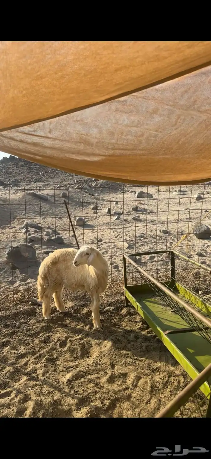 مشروع فحل كفو العمر ثلاث شهور صنف الصنف ضغط عالي 0