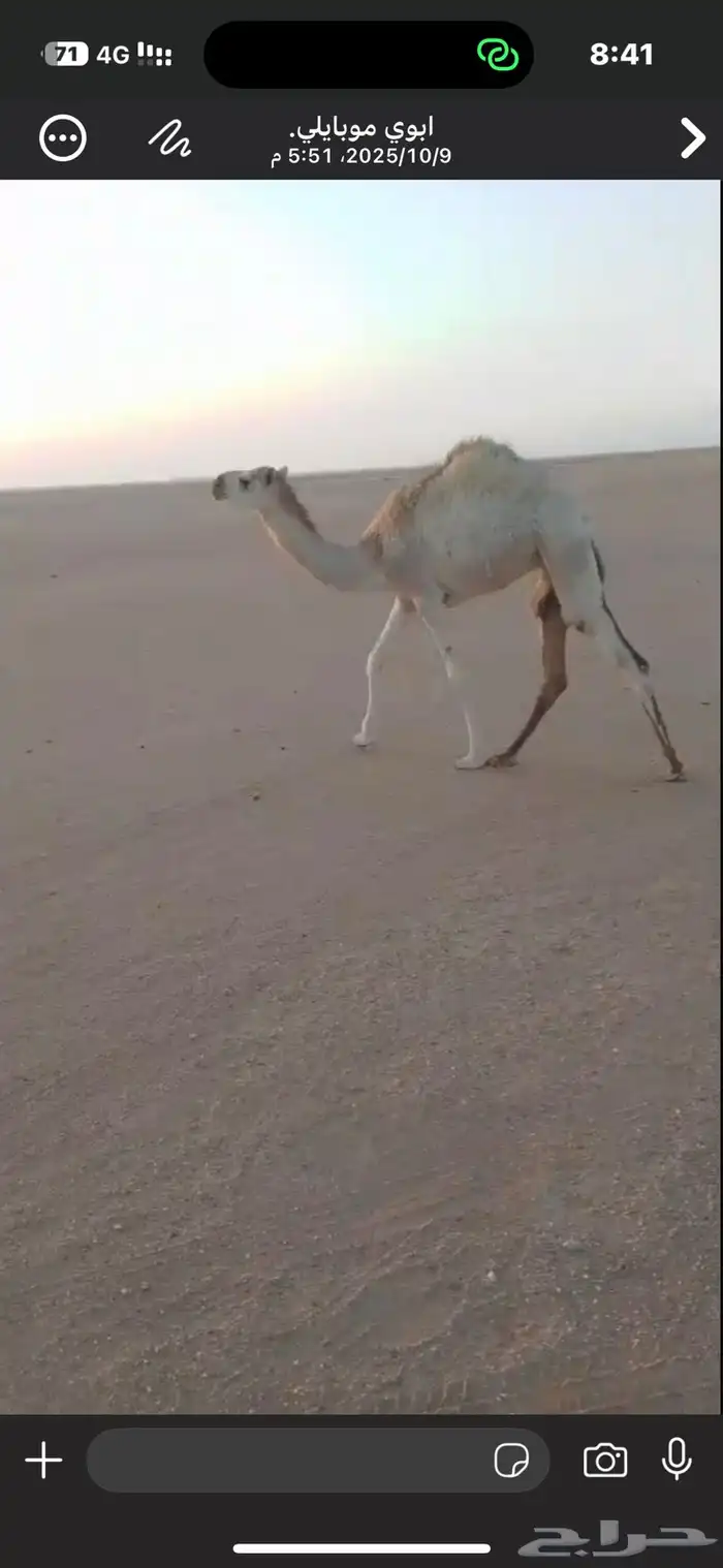 حاشي للبيع بكرة السوم 4100 1