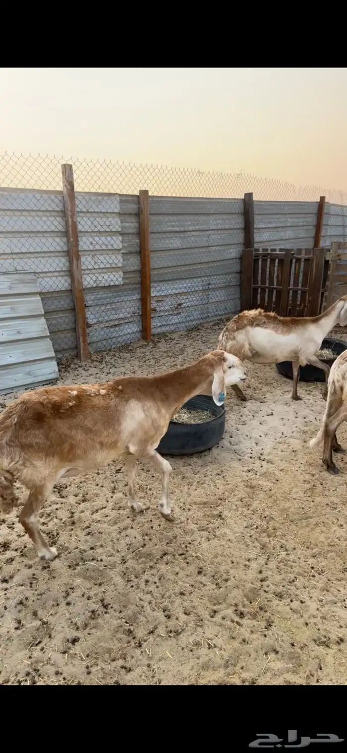 سواكن درمنيات 6