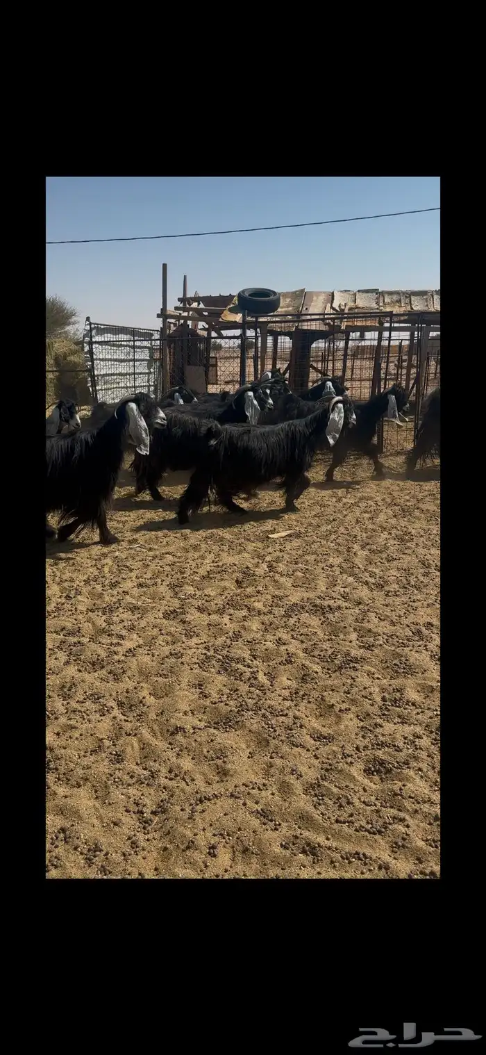 معزه عوارض 1
