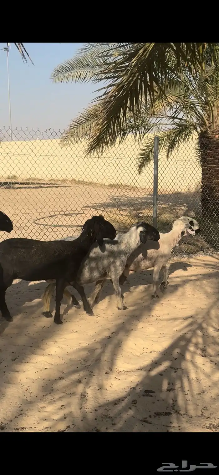 للبيع غنم عرب دفيع 3