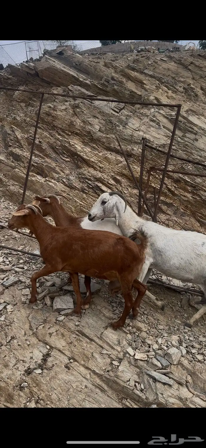 معزا دفع 2