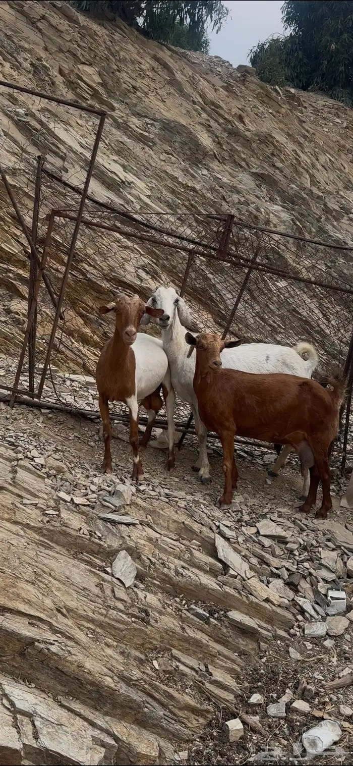 معزا دفع 1