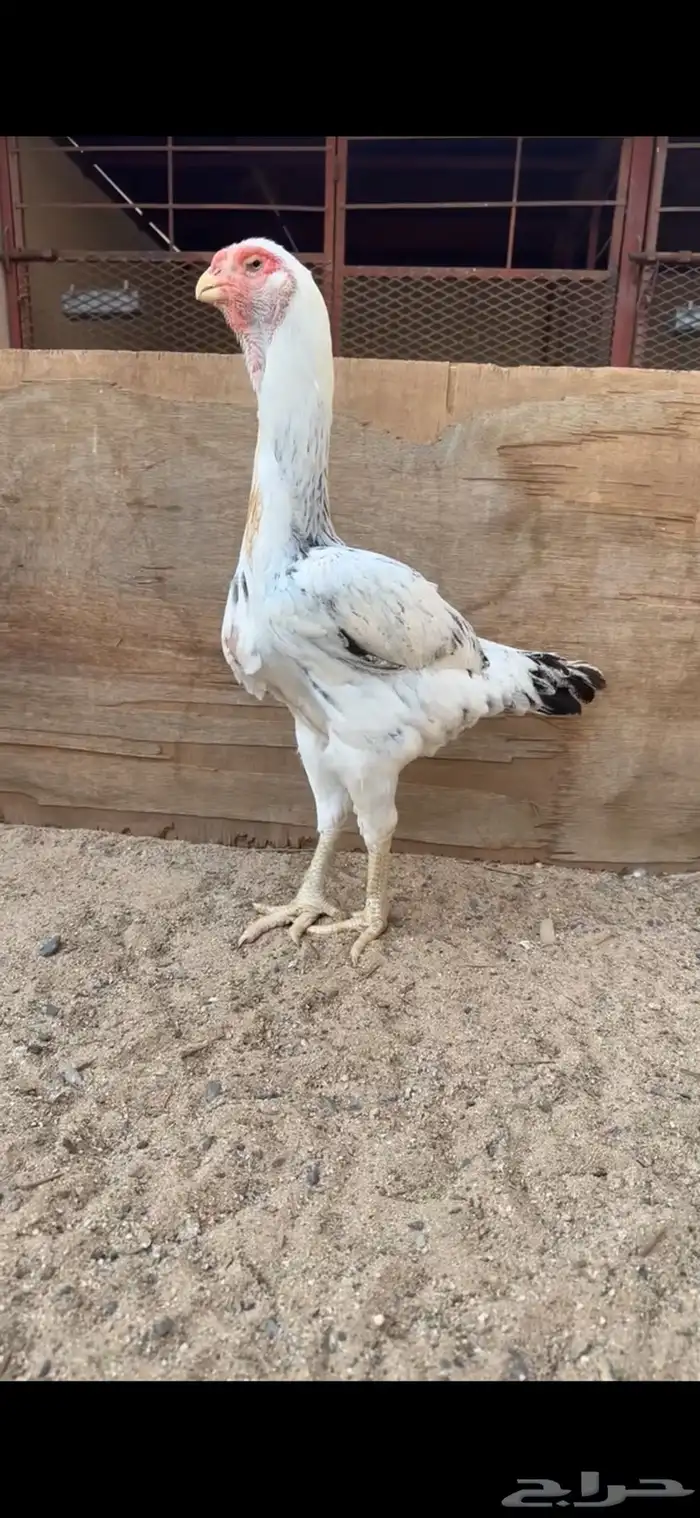 دجاجة فارسية للبيع 1